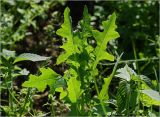 Lactuca serriola