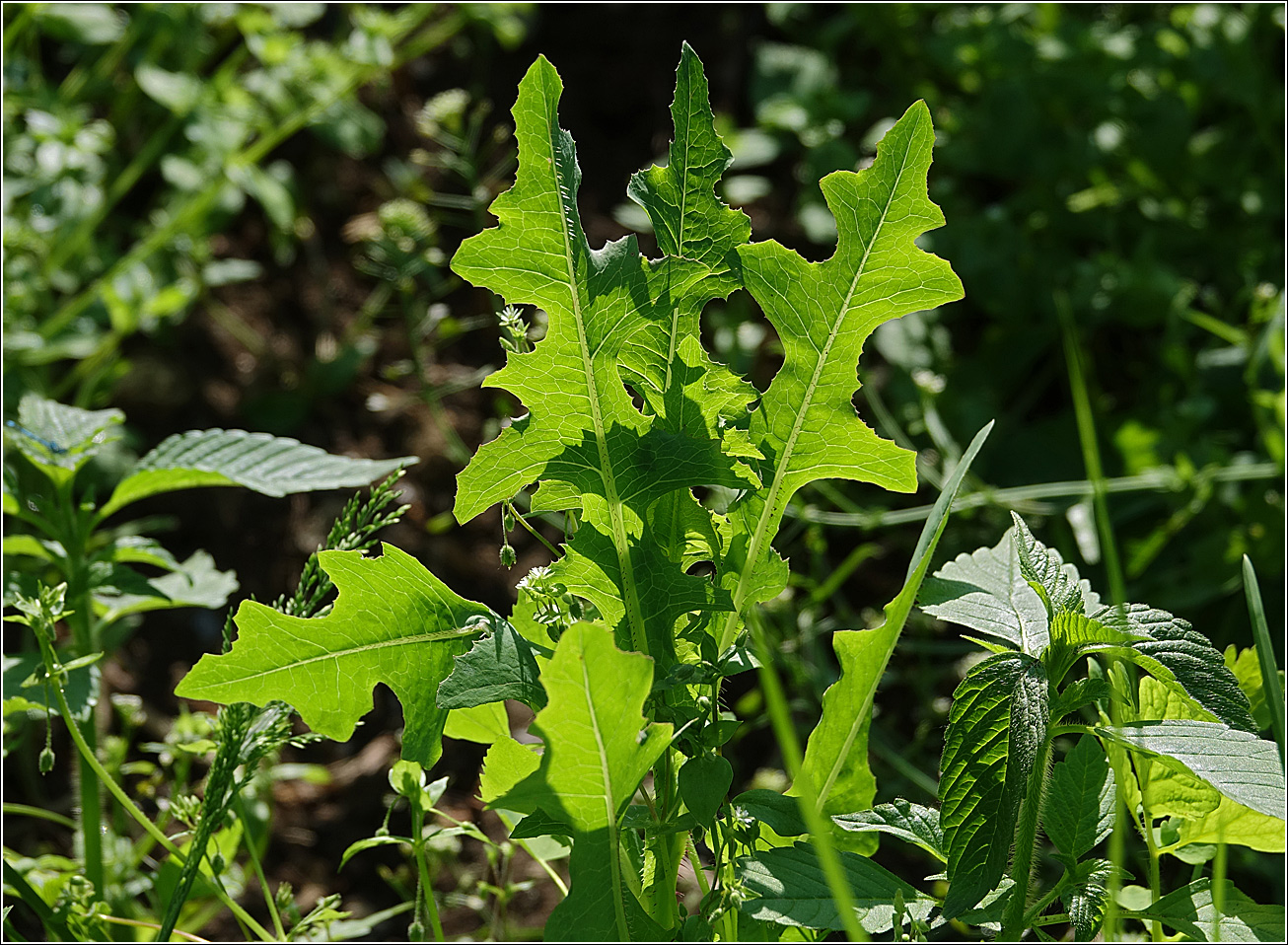 Изображение особи Lactuca serriola.