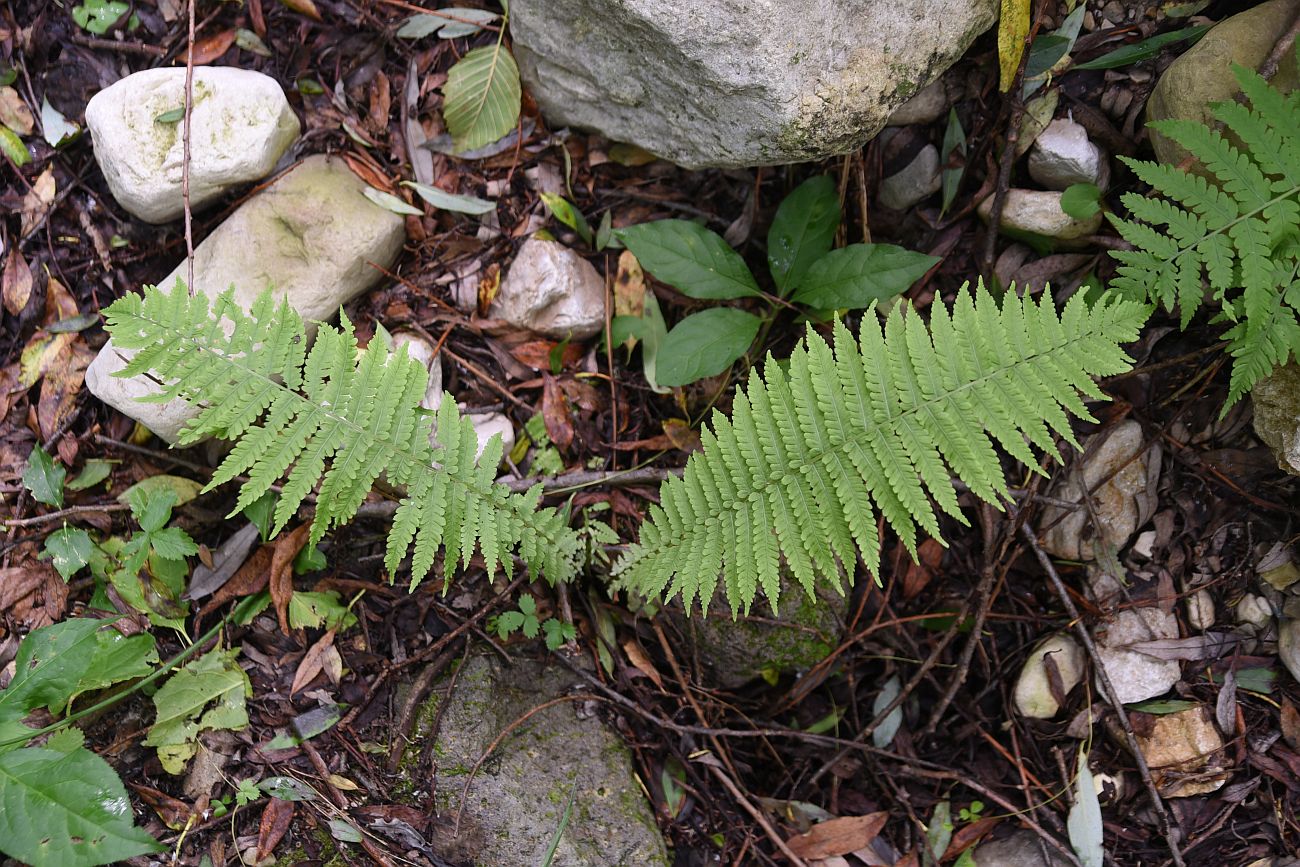 Image of Matteuccia struthiopteris specimen.