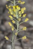 Alyssum trichostachyum