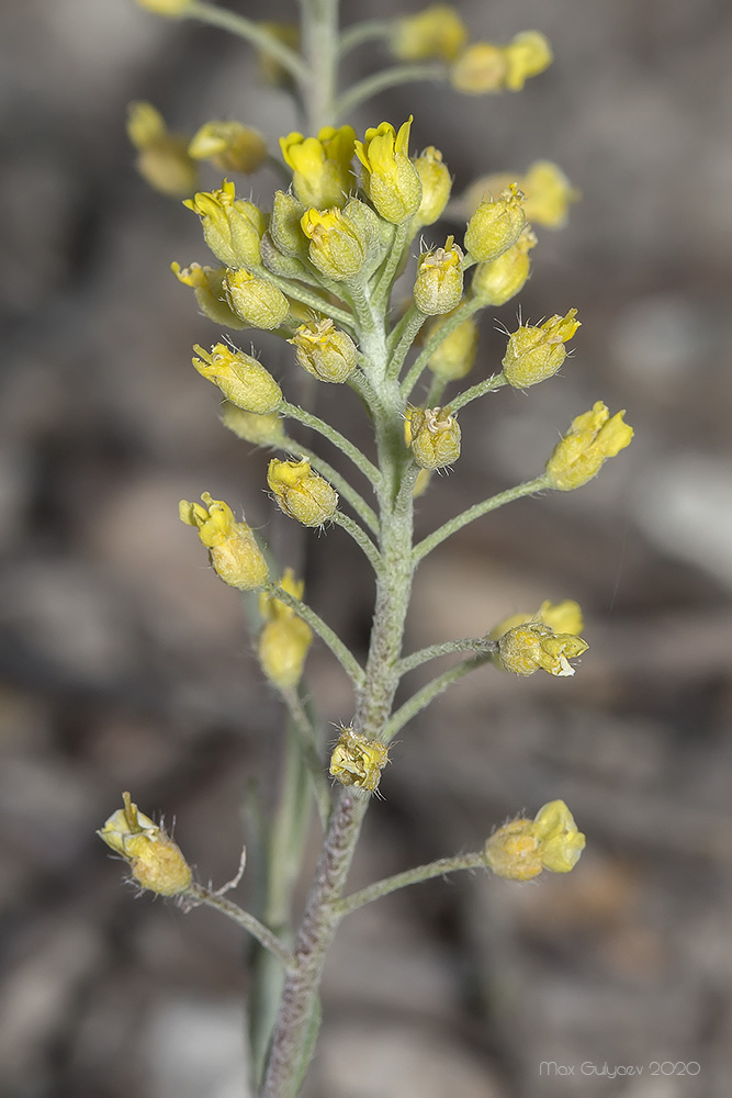 Изображение особи Alyssum trichostachyum.