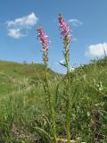 Pedicularis elata. Верхушки цветущих растений. Казахстан, Восточно-Казахстанская обл., Калбинский Алтай, окр. пер. Таргын, склон западной экспозиции, лугово-степной пояс, на мелкозёме. 22 июня 2023 г.