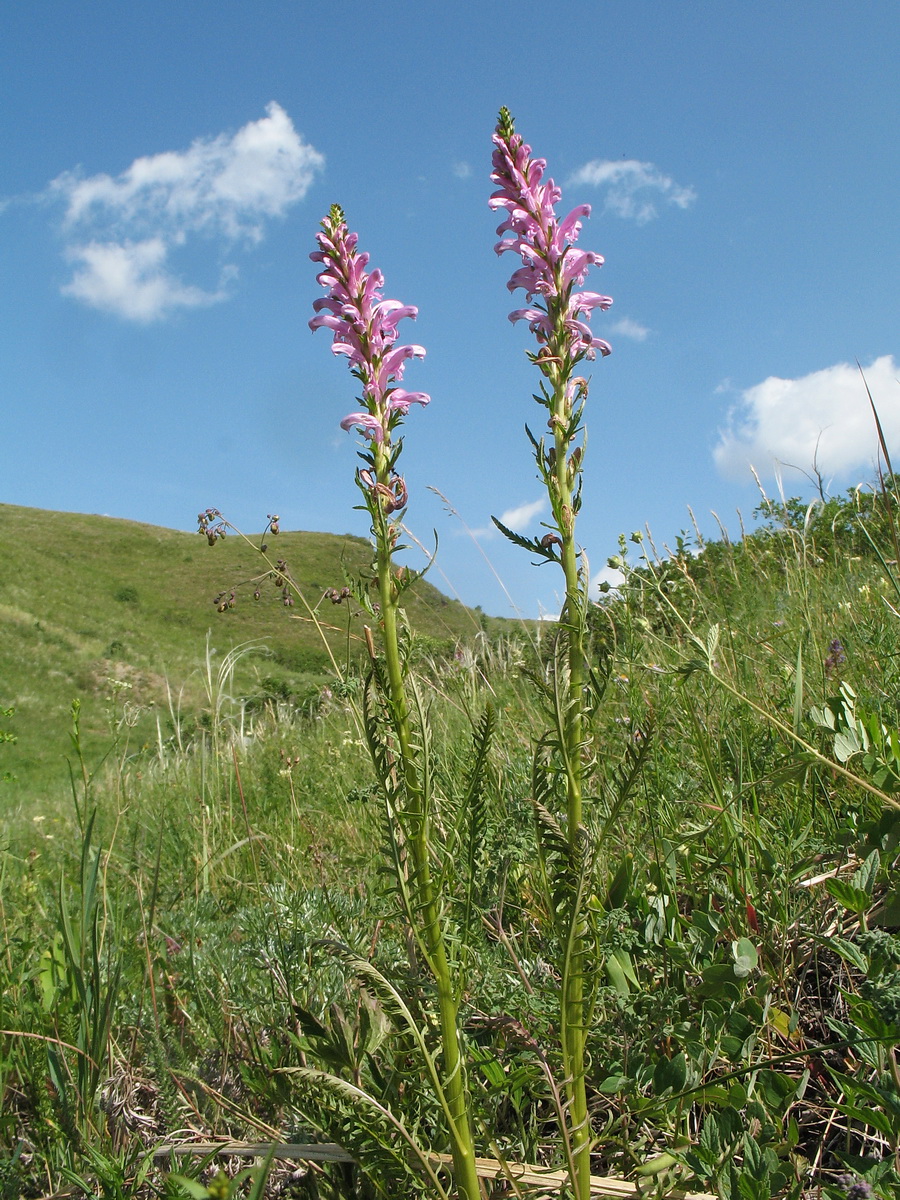 Изображение особи Pedicularis elata.