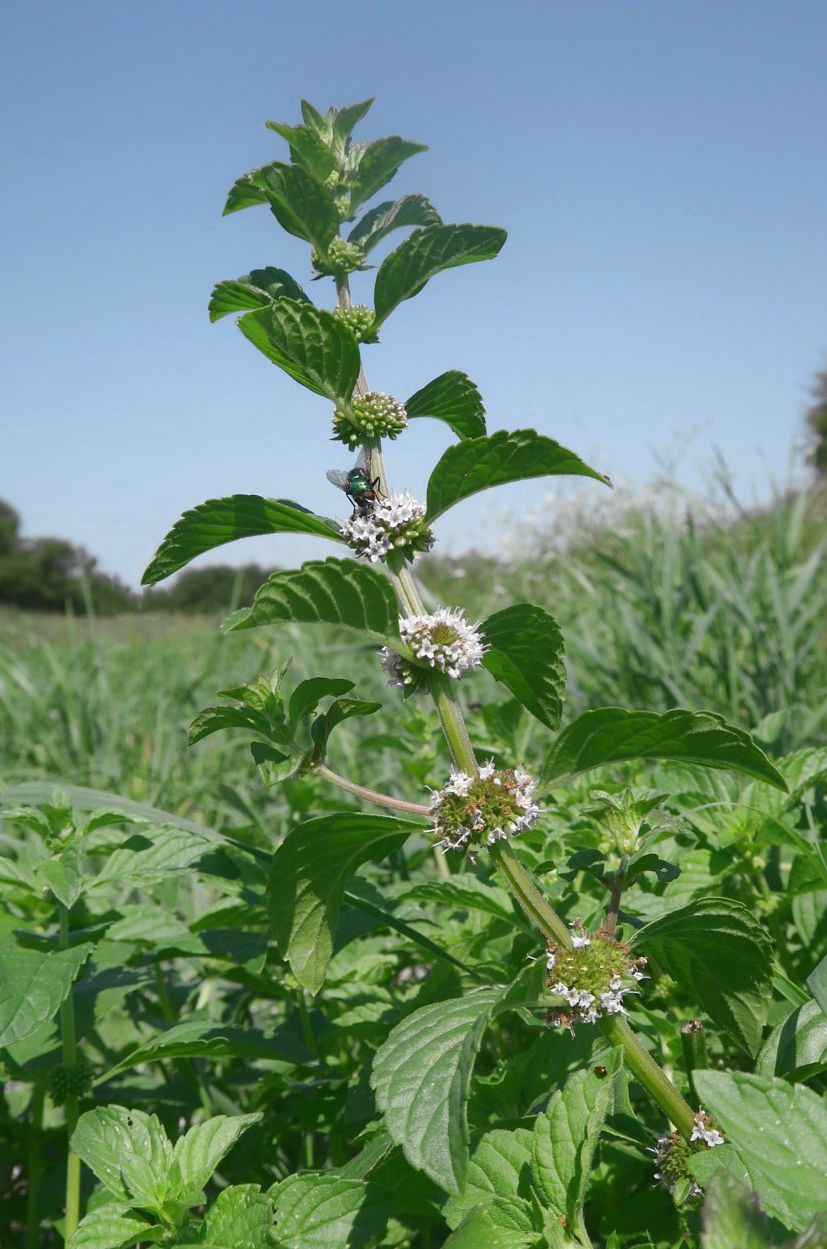 Изображение особи Mentha arvensis.