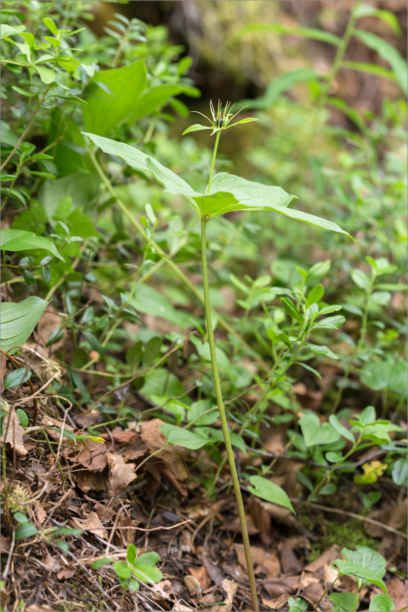 Изображение особи Paris quadrifolia.