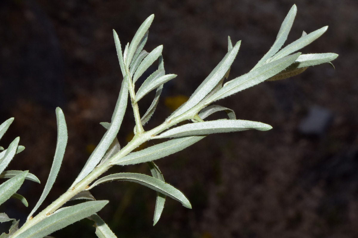 Image of Hippophae rhamnoides specimen.