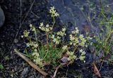 Saxifraga spinulosa. Цветущее растение. Красноярский край, Таймырский Долгано-Ненецкий р-н, плато Путорана, водопад Брат, у воды. 24.07.2023.