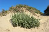 Salsola pontica