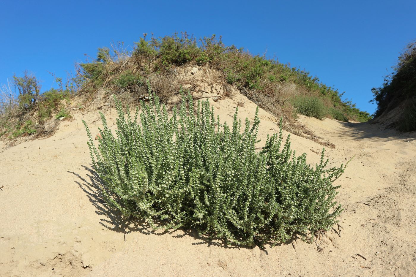 Image of Salsola pontica specimen.