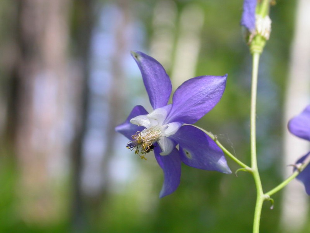 Image of Aquilegia parviflora specimen.