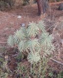 Euphorbia characias