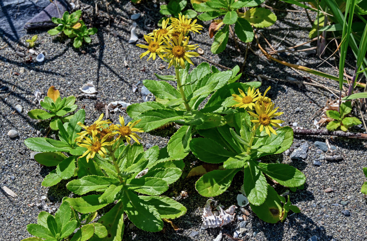 Image of Senecio pseudoarnica specimen.