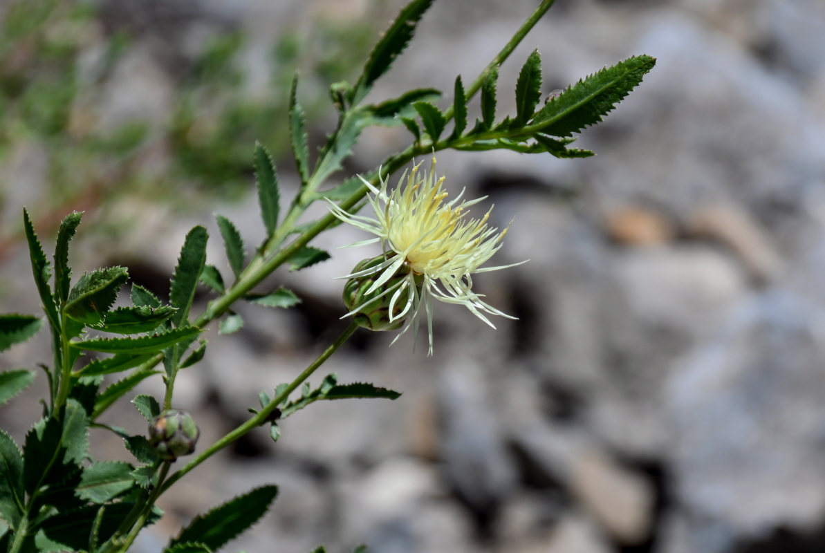 Изображение особи Rhaponticoides ruthenica.
