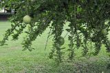 Crescentia alata. Ветви с плодами. Таиланд, Бангкок, парк Люмпини, центральная часть парка. 30.08.2023.