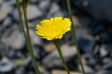 Leontodon caucasicus