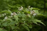 Rubus crataegifolius. Ветвь с соцветиями. Владивосток, Ботанический сад-институт ДВО РАН. 13 июня 2010 г.