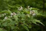 Rubus crataegifolius