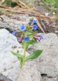 Pulmonaria obscura