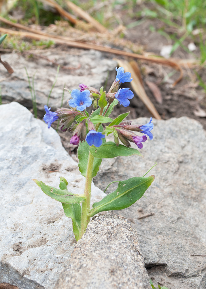 Image of Pulmonaria obscura specimen.