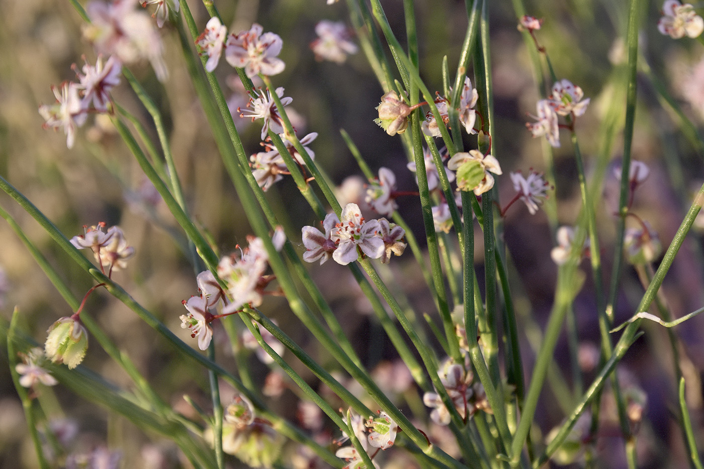 Изображение особи Calligonum aphyllum.