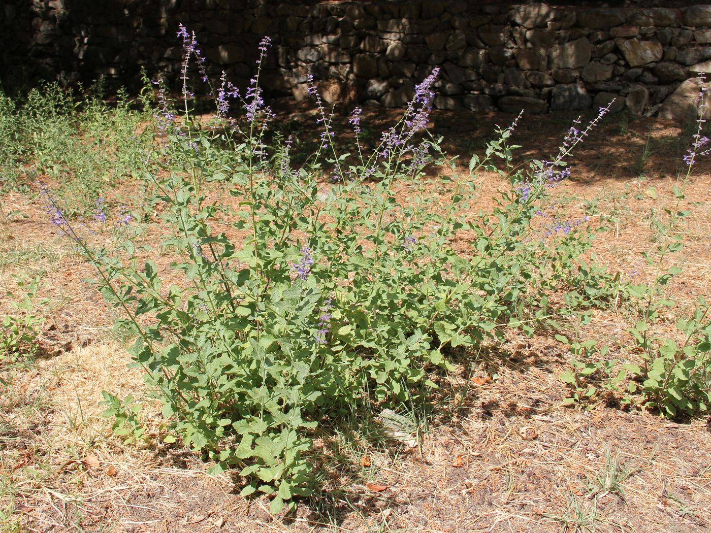 Image of Perovskia scrophulariifolia specimen.