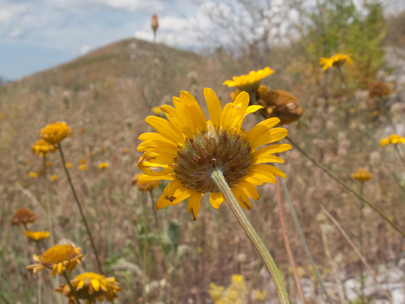 Изображение особи Anthemis tinctoria.