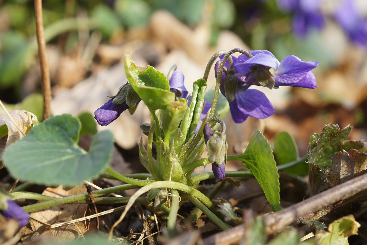 Image of Viola odorata specimen.