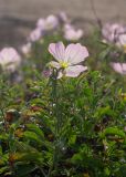 Oenothera speciosa. Цветущее растение. Израиль, г. Яффо, высокий берег Средиземного моря. 03.04.2024.