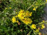 Senecio jacobaea