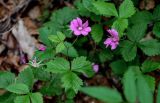 Rubus arcticus. Цветки и листья. Красноярский край, Таймырский Долгано-Ненецкий р-н, плато Путорана, окр. водопада Брат, смешанный лес. 24.07.2023.