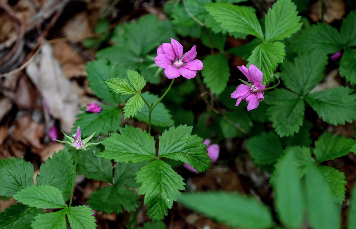 Image of Rubus arcticus specimen.