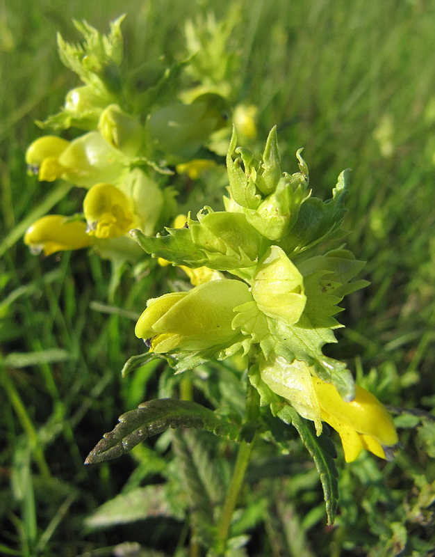 Image of Rhinanthus vernalis specimen.