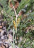 genus Carex