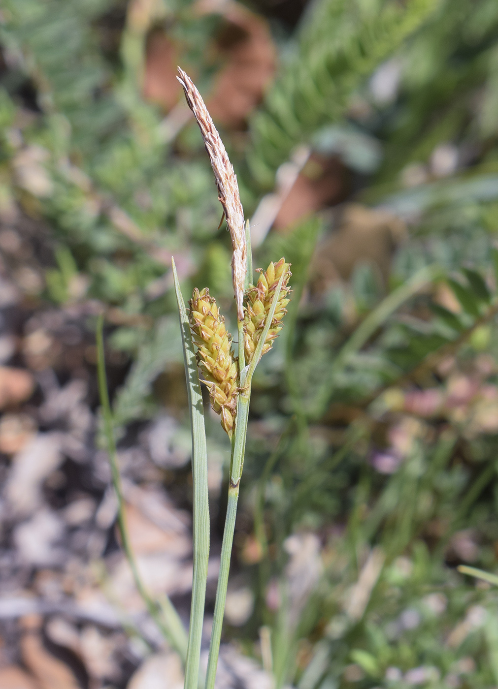 Изображение особи род Carex.