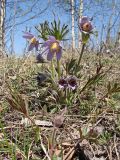 Pulsatilla dahurica