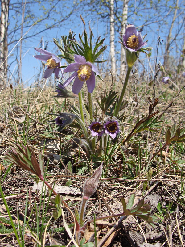 Изображение особи Pulsatilla dahurica.