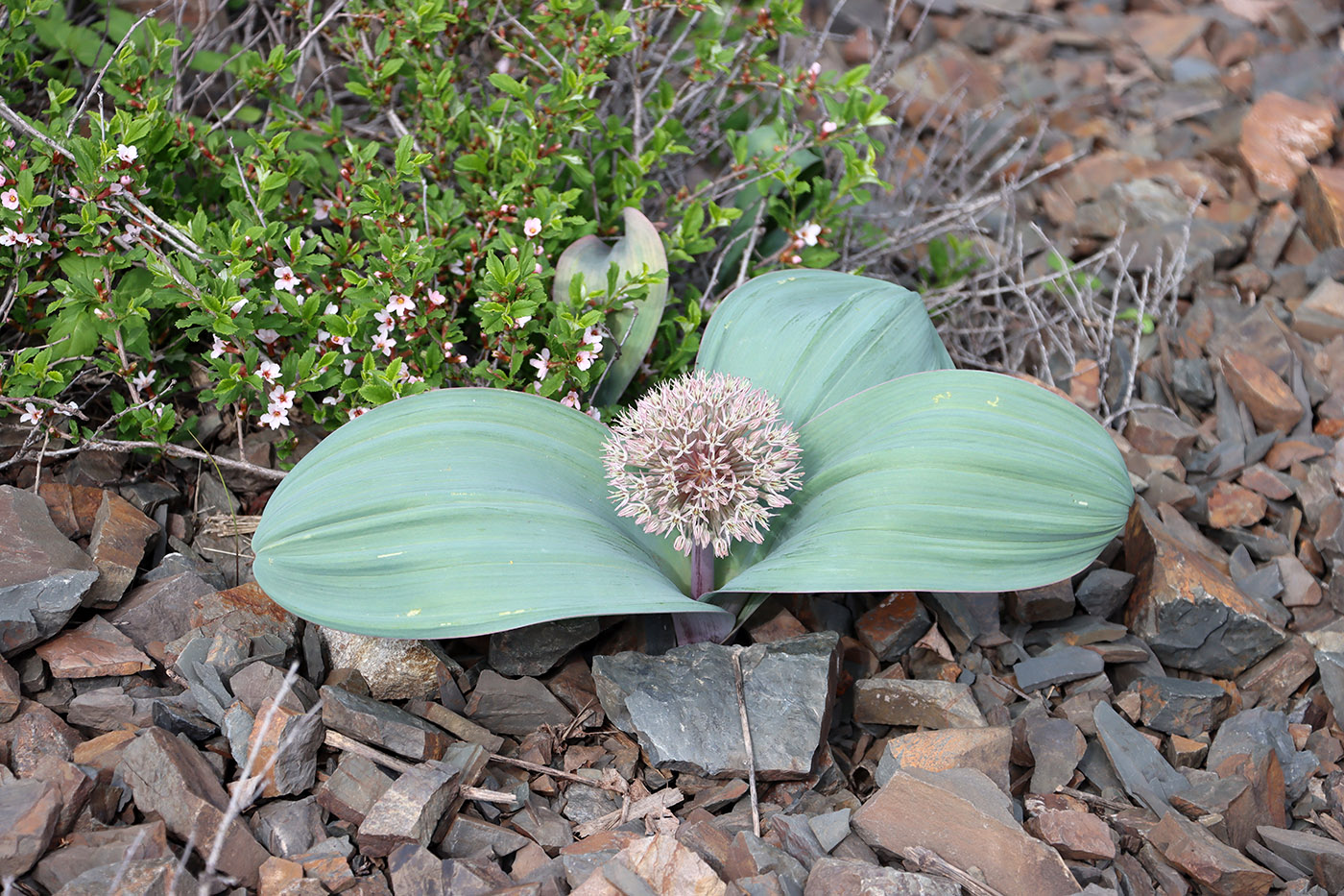 Image of Allium karataviense specimen.