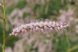 Tamarix ramosissima