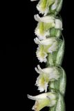 Spiranthes spiralis. Часть соцветия. Краснодарский край, г/о Сочи, Адлерский р-н, окр. с. Красная Воля, выс. ок. 215 м н.у.м., используемый под выпас заброшенный сад. 27 сентября 2023 г.