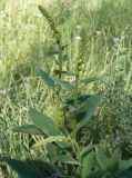 Verbascum nigrum