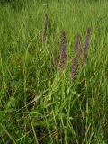 Salvia tesquicola