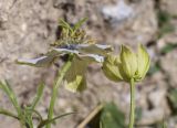 Nigella gallica. Распустившийся и распускающийся цветки. Испания, Каталония, пров. Жирона, комарка Рипольес, муниципалитет Сеткасес, окр. курорта \"Вальтер 2000\", ≈2200 м н.у.м., среди блоков подпорной стены у дороги. 11.08.2024.