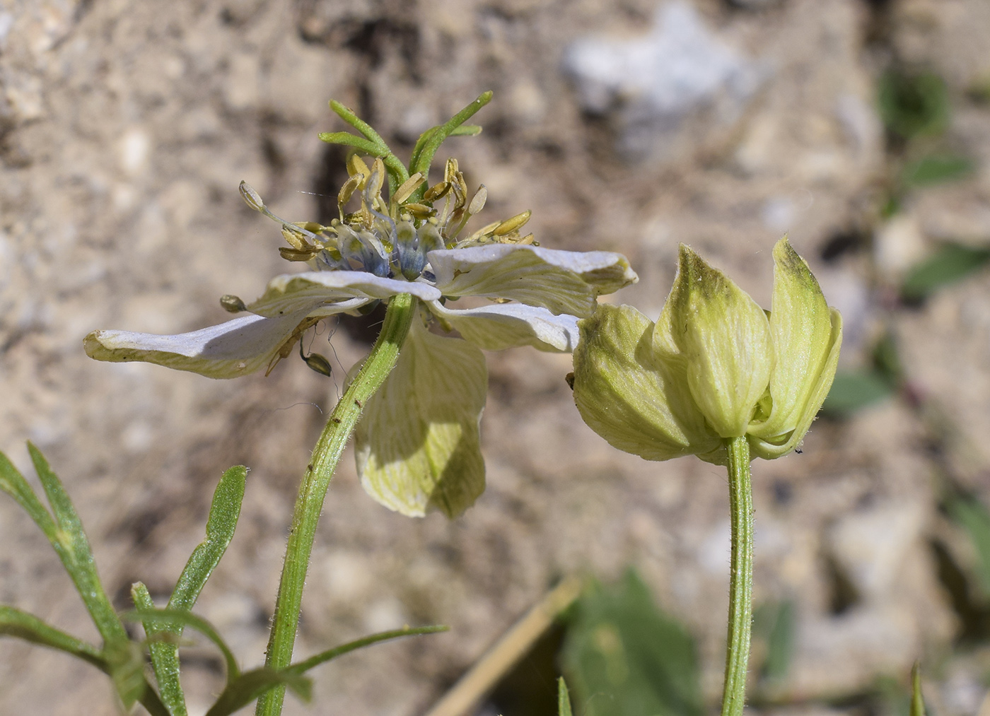 Image of Nigella gallica specimen.