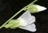 Alcea nudiflora