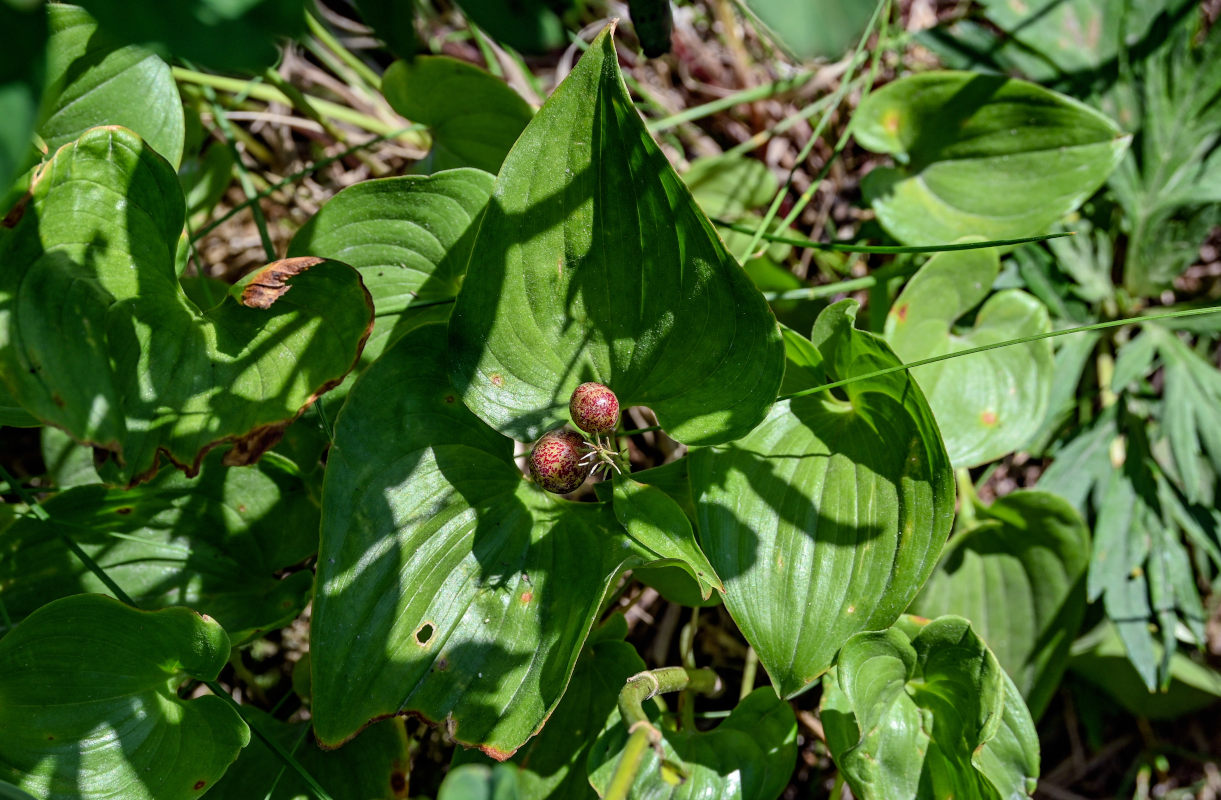 Изображение особи Maianthemum dilatatum.