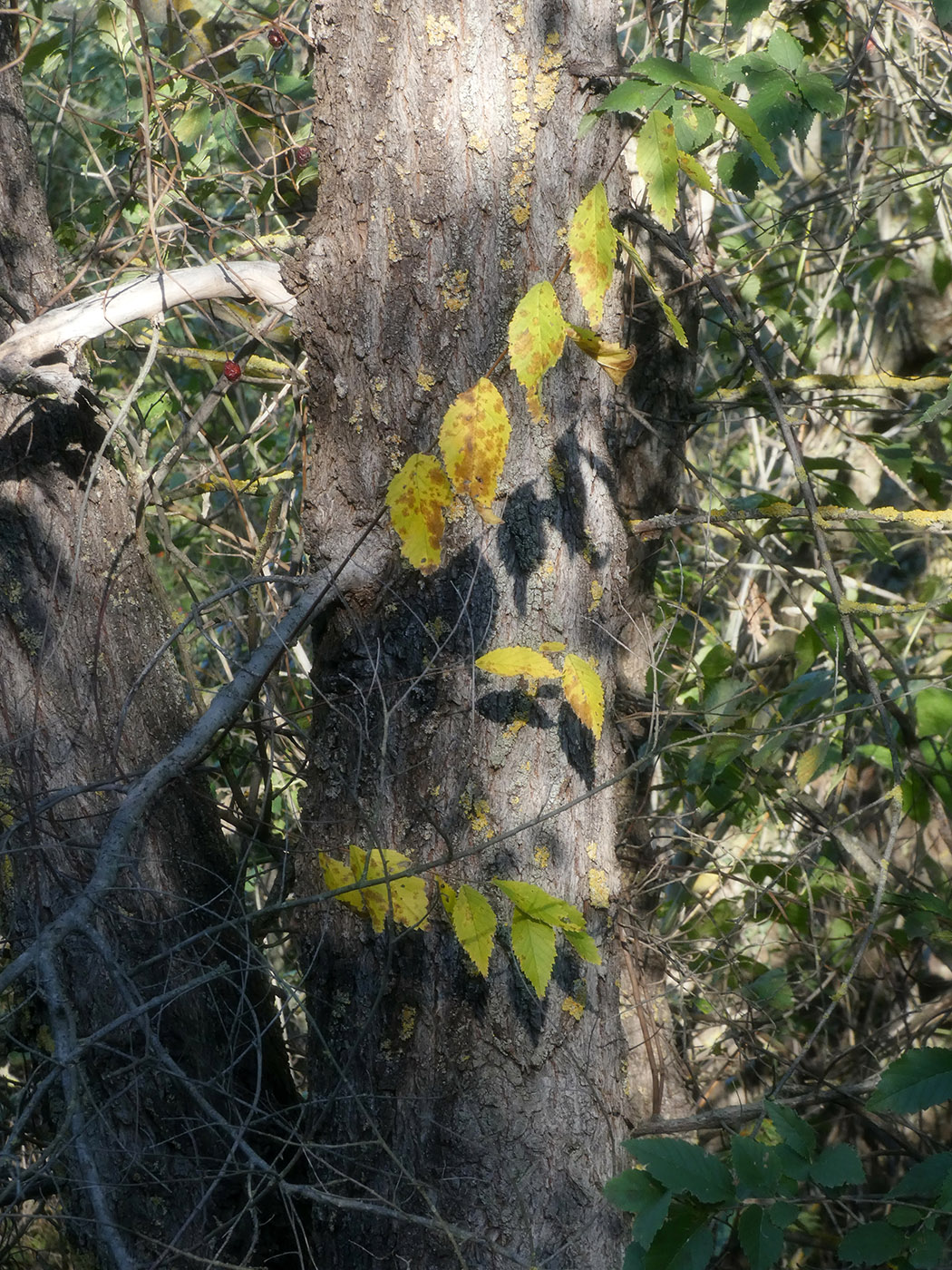 Image of Ulmus pumila specimen.