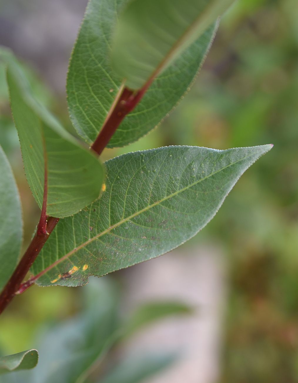 Image of Salix pentandrifolia specimen.