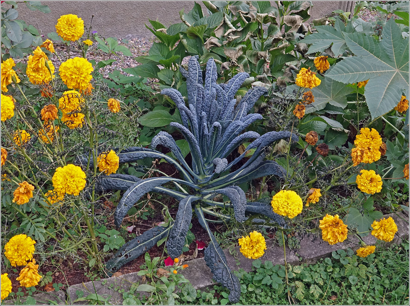 Image of Brassica oleracea specimen.