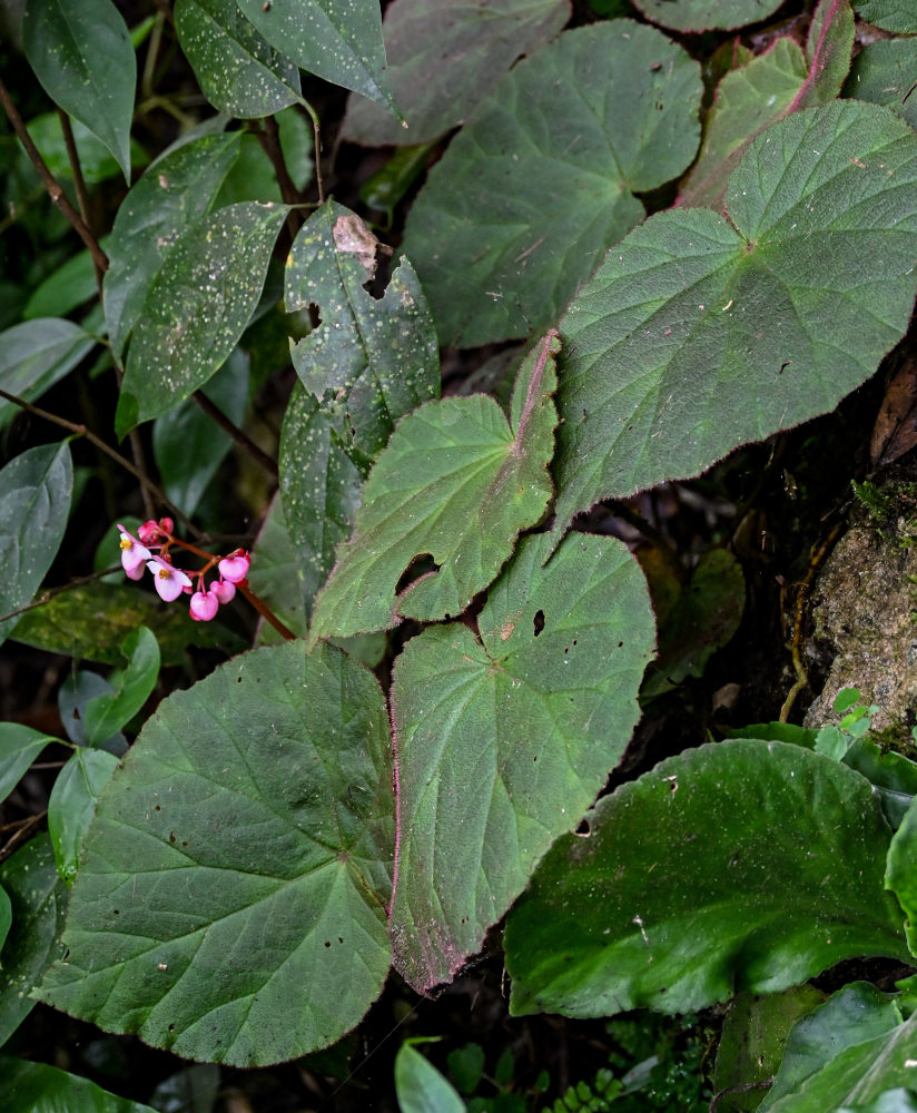 Изображение особи Begonia guangxiensis.