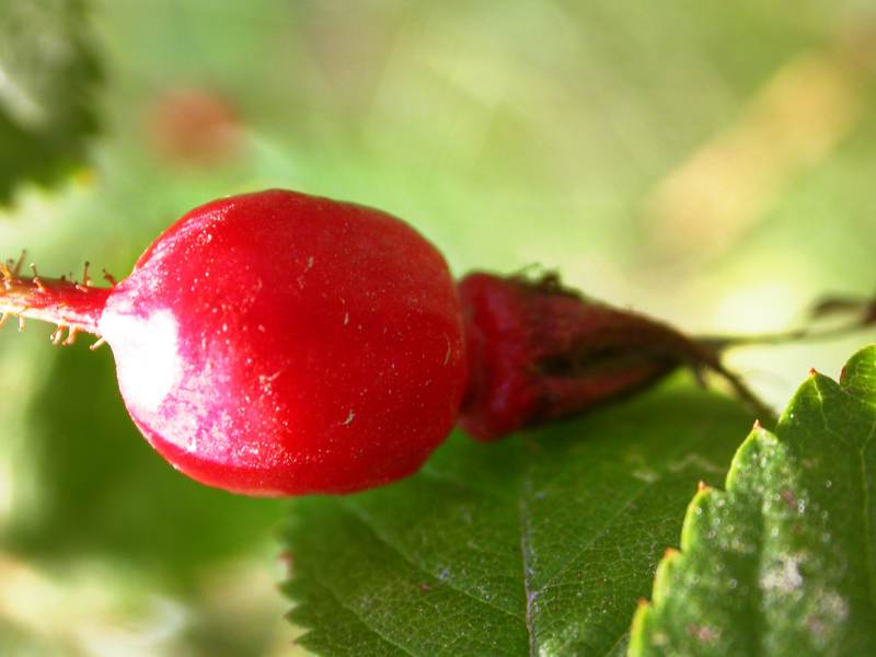 Image of Rosa acicularis specimen.